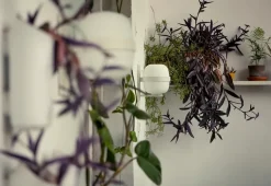 Santa & Cole Væglamper|Spots<Wally Cesta Væglampe fra Santa and Cole